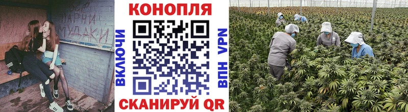 Каннабис индика  Новоузенск 